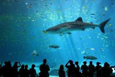 探秘水族館所屬行業(yè)，聚焦中國水族館發(fā)展趨勢