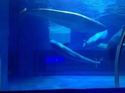 探秘水族館所屬行業(yè)，聚焦中國水族館發(fā)展趨勢