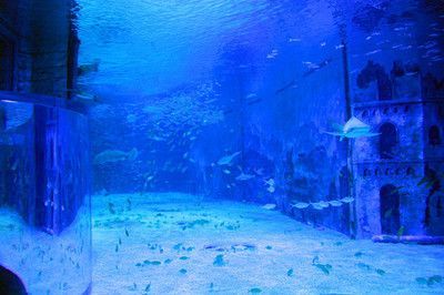 探秘水族館所屬行業(yè)，聚焦中國水族館發(fā)展趨勢