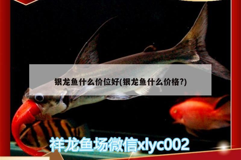 觀賞魚 龍魚價(jià)格探秘,不同價(jià)位段銀龍魚品質(zhì)與 銀龍魚百科 龍魚價(jià)格探秘,不同價(jià)位段銀龍魚品質(zhì)與 龍魚價(jià)格探秘,不同價(jià)位段銀龍魚品質(zhì)與 銀龍魚百科