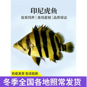 預(yù)防印尼四紋虎魚疾病，關(guān)鍵措施與方法全解析