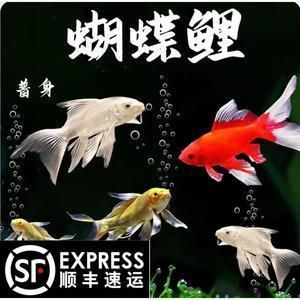 哪里買正宗臺(tái)灣蝴蝶鯉？