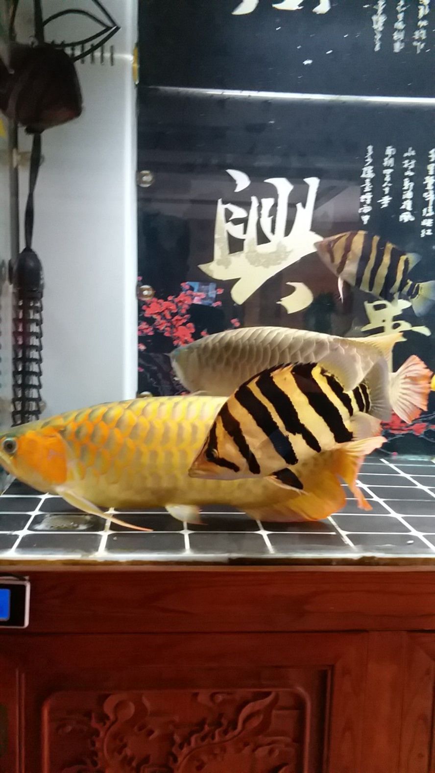 泗水快發色，普泗地區獨特色彩現象背后的多元 泗水快發色，普泗地區獨特色彩現象背后的多元 泗水龍魚 第2張