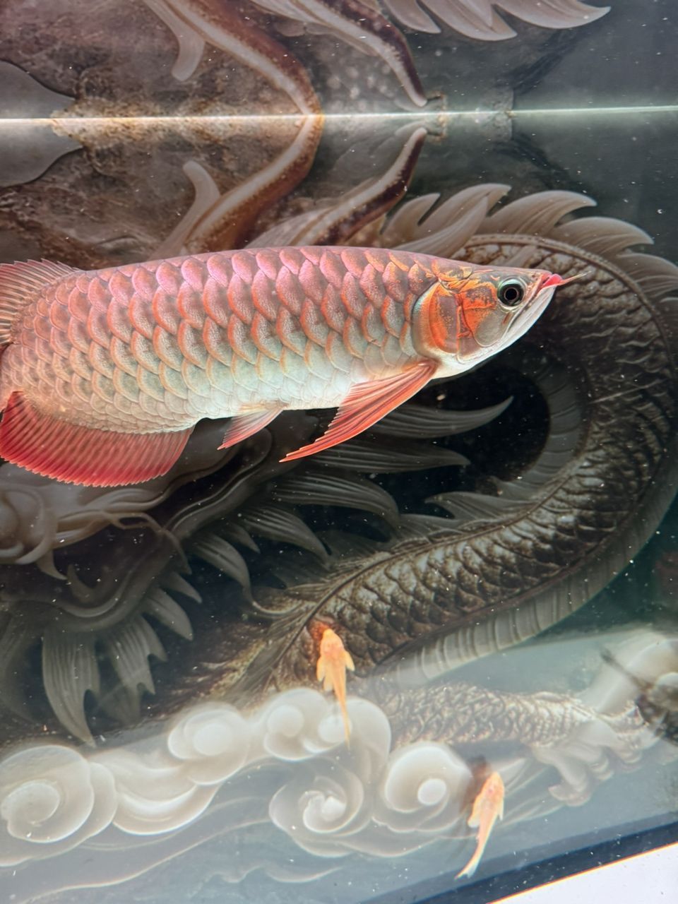 求鑒！這條個(gè)性發(fā)色究竟如何？