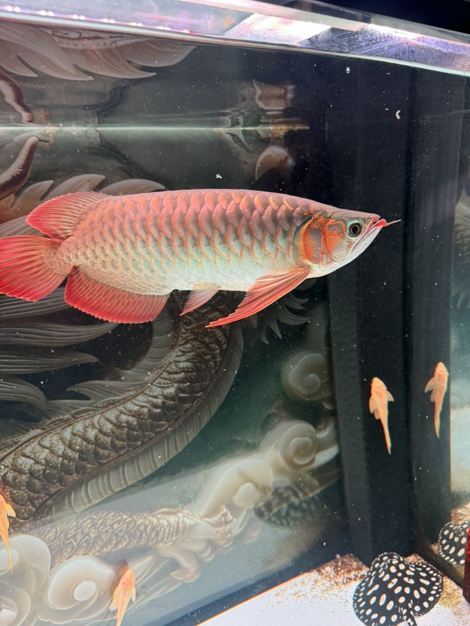 求鑒！這條個(gè)性發(fā)色究竟如何？