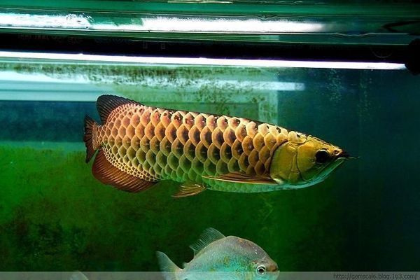 龍魚燈光使用時長揭秘，每日幾小時為宜及注意事項詳解