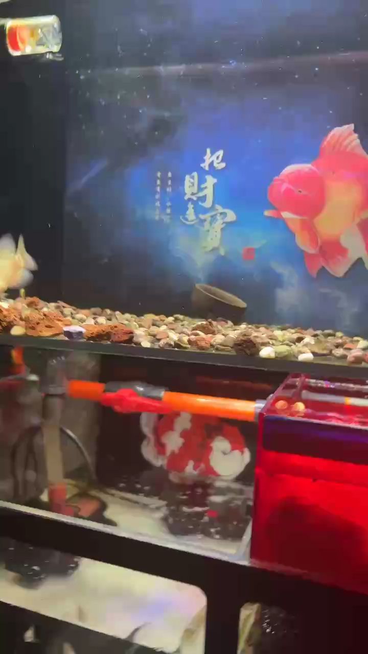 小彩虹，探尋那抹絢爛背后的