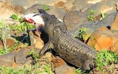 魚吃鱷魚視頻引熱議，虎魚真能吃掉鱷魚？