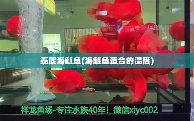 魚和龍魚混養(yǎng)好嗎？
