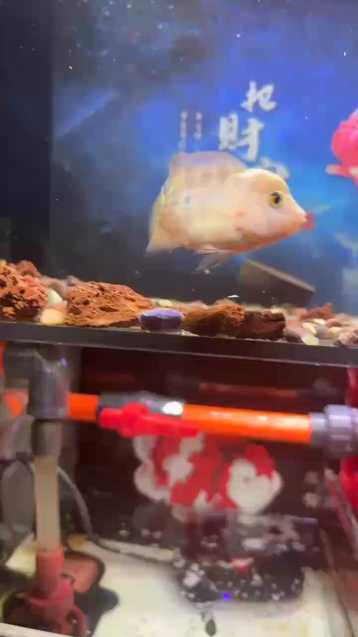 無色之境，探索色彩缺席下的獨特視覺與感知