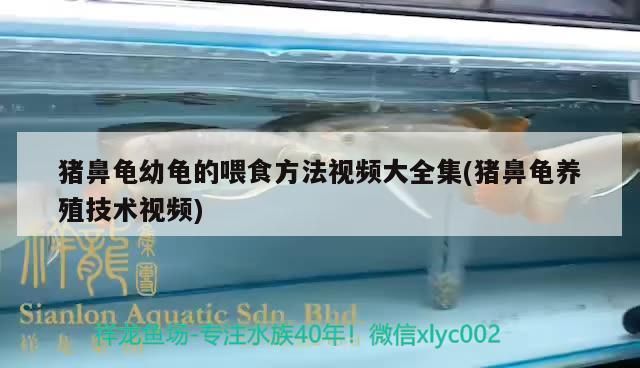 鼻龜幼龜喂食方法與養殖技術