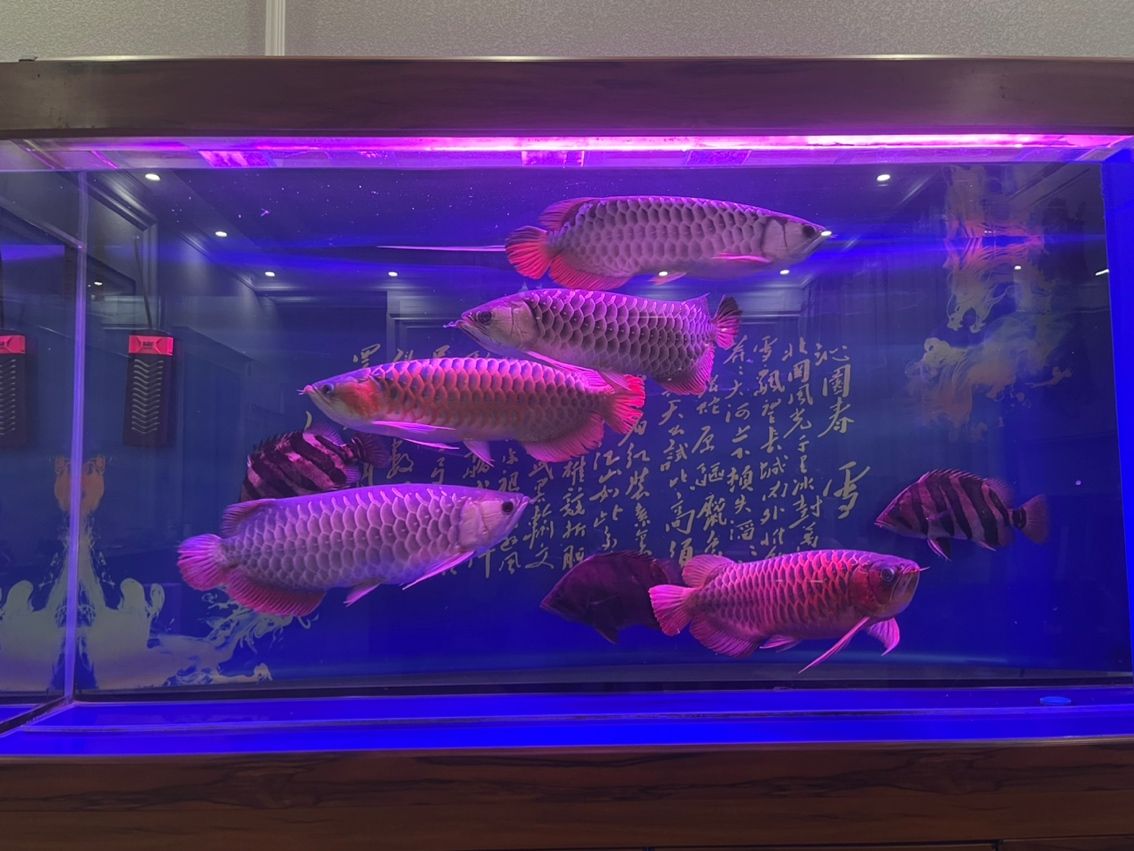轉讓一缸龍魚及三紋虎魚，因常出差