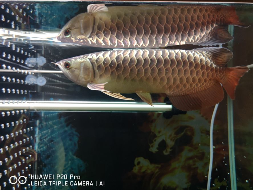 洛藏族自治州水族館新請李亞四,能力咋 李亞四龍魚 第4張 洛藏族自治州水族館新請李亞四,能力咋 洛藏族自治州水族館新請李亞四,能力咋 李亞四龍魚 第4張