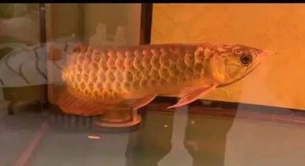 觀賞魚暴斃腮發白，水質、疾病等多因素 觀賞魚暴斃腮發白，水質、疾病等多因素 武吉美拉金龍魚 第4張
