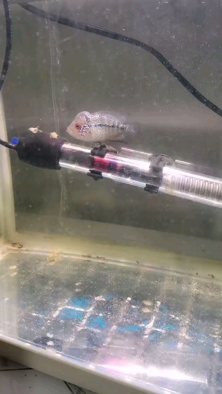 水頭，一個來月的點滴，那些值得關注的變化與故事