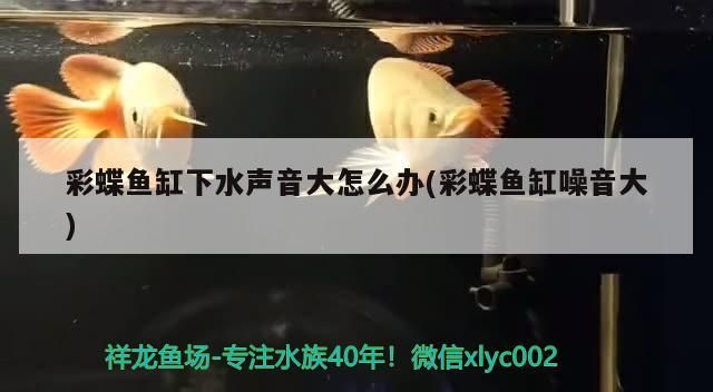 蝶魚缸下水聲音大（噪音大）？
