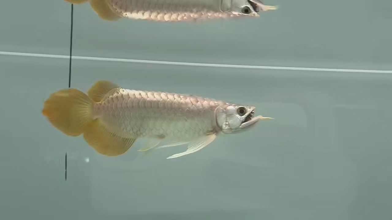 探秘高端紅龍魚，珍稀品種的養(yǎng)殖奧秘與市場