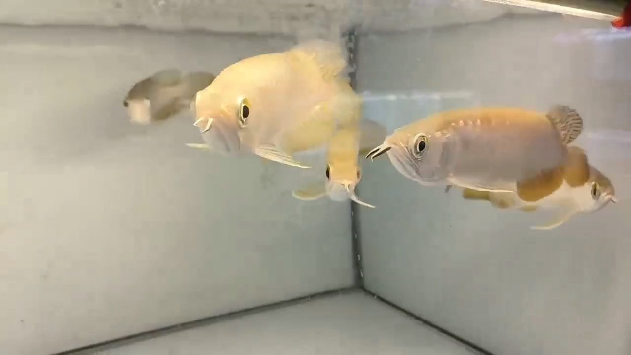 8 - 20公分練手高背金龍魚，新手入門