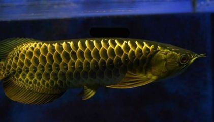 金龍魚繁殖環(huán)境模擬技術，關鍵要素與實踐應用詳解