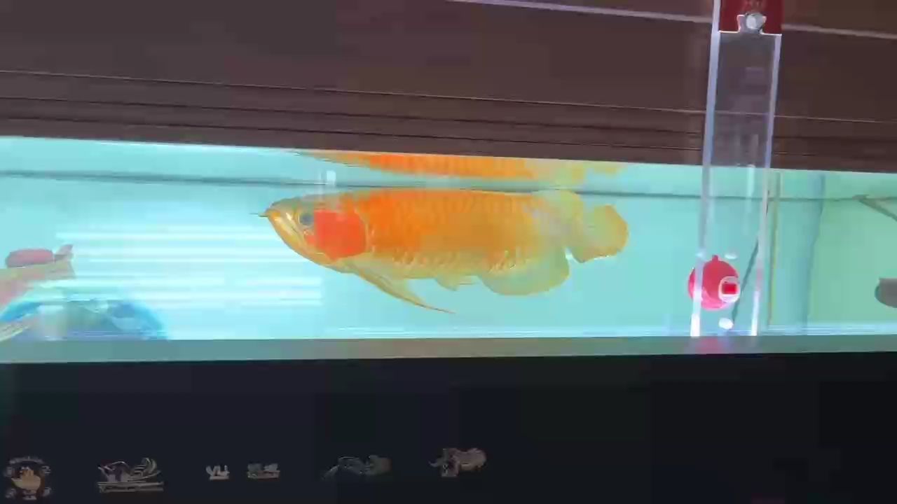 養(yǎng)魚溜魚，其余活動