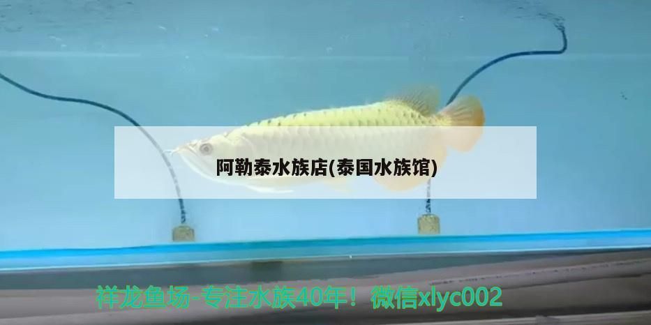 阿勒泰水族店，探秘泰國水族館的別樣水韻世界