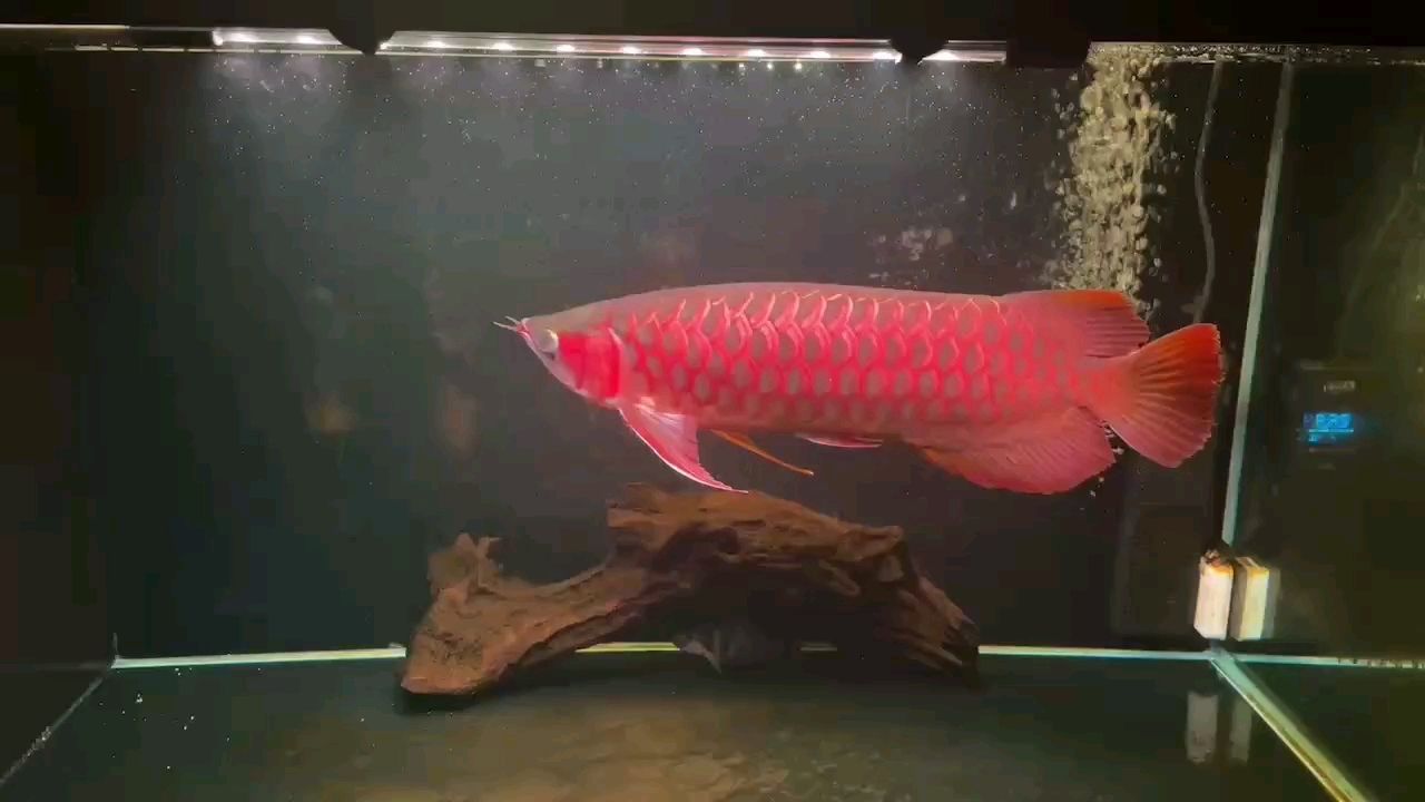 我就問你這魚紅不紅？