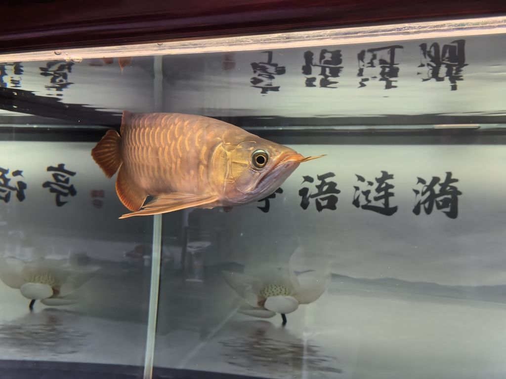 堅(jiān)持愛(ài)好，在時(shí)光中綻放熱愛(ài)，收獲別樣精彩人生