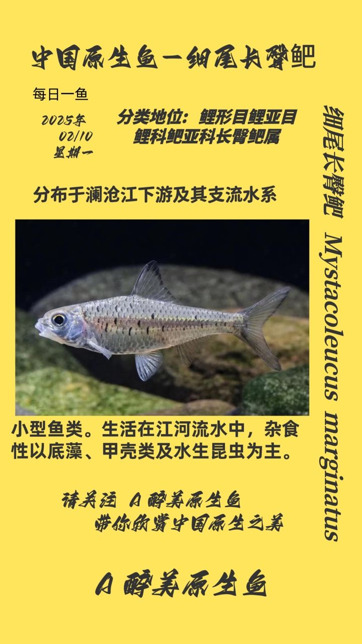 尾長臀鲃，獨特魚類的生態習性、生存現狀及