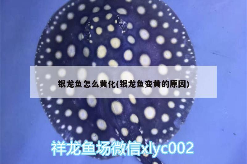 龍魚黃化之謎，探究銀龍魚變黃原因及