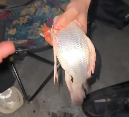 鯉最不值錢的三個品種揭秘，其品種價值究竟幾何？