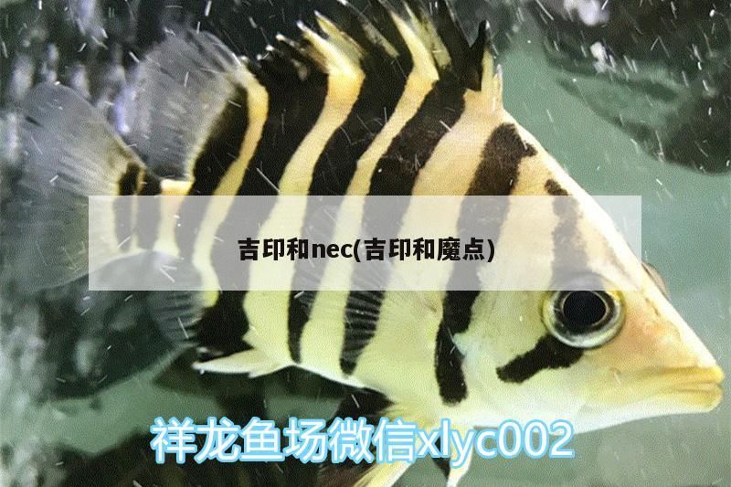 吉印與NEC（吉印和魔點），探尋兩者 吉印與NEC（吉印和魔點），探尋兩者 吉印水族