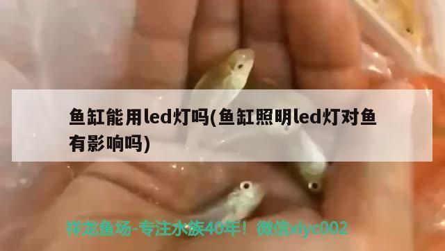 魚能吃龍魚飼料嗎？
