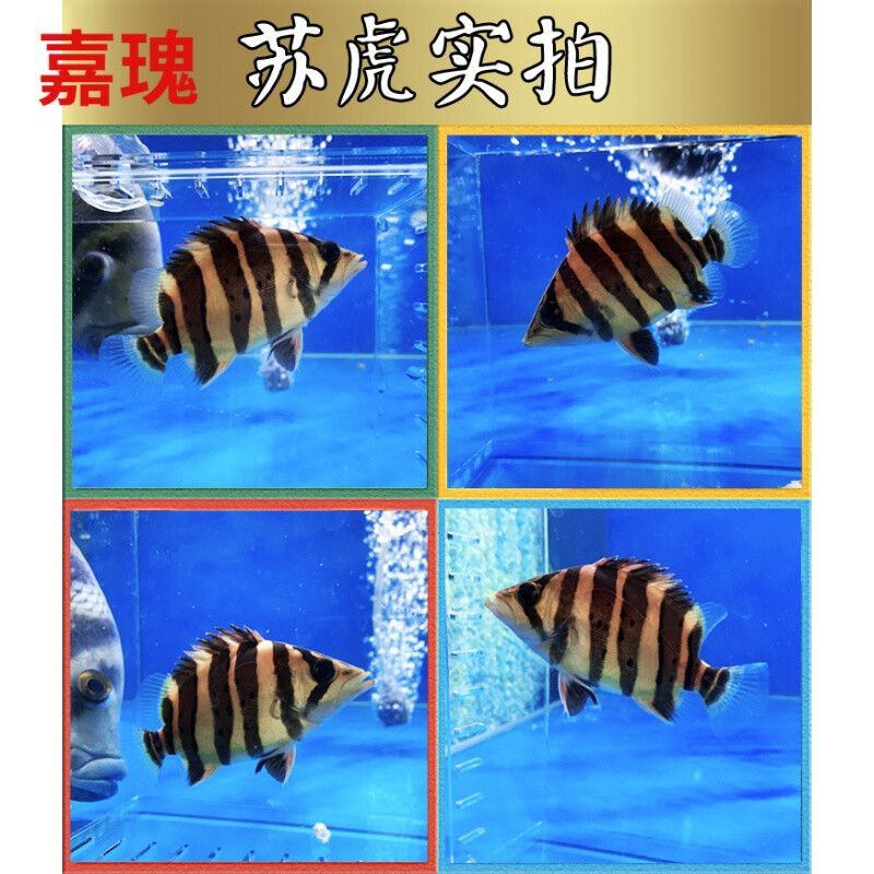 5 公分虎魚苗喂養攻略，食物與環境要點全