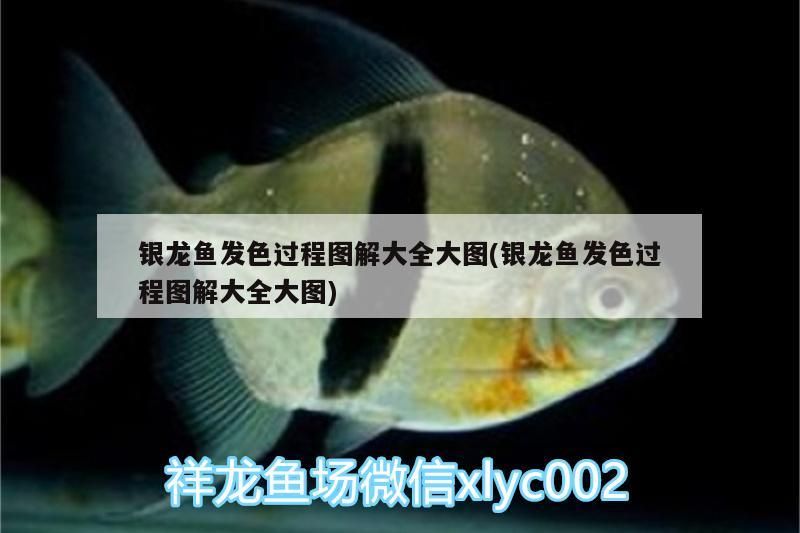 龍魚發(fā)色全過程圖解，高清大圖展示，成長