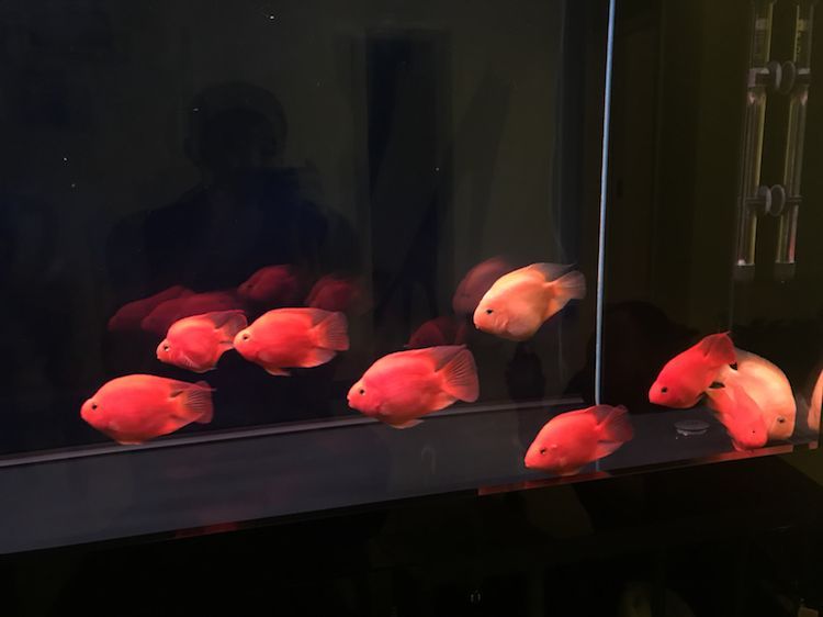 水面現(xiàn)蛋清狀物體，求助，