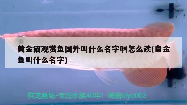 貓觀賞魚國(guó)外名稱讀音及白金魚