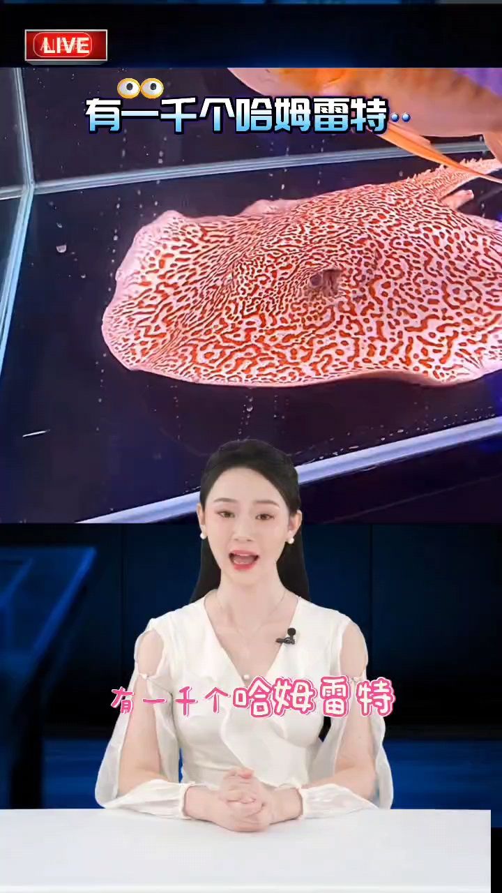 龍魚，何種形態(tài)、色澤及特征的金龍更具觀賞 龍魚，何種形態(tài)、色澤及特征的金龍更具觀賞 龍魚論壇 第1張