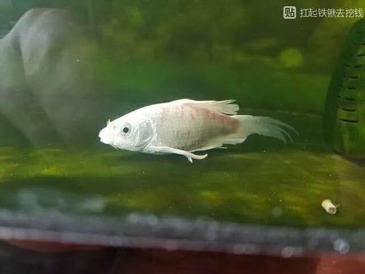 蝴蝶鯉圖片，特征、辨別要點及綜合搜索結果信息整理