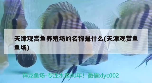 觀賞魚養(yǎng)殖場(chǎng)名稱大揭秘，探尋天津知名觀賞魚魚場(chǎng)