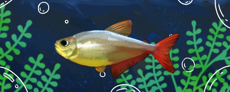 魚缸及觀賞魚批發市場地址大盤點，助你輕松尋好貨