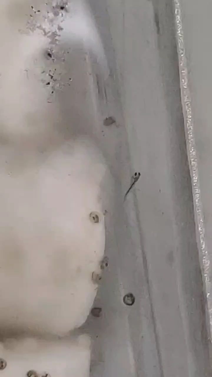 金魚(yú)繁殖，從產(chǎn)卵到孵化，揭秘水中精靈繁衍
