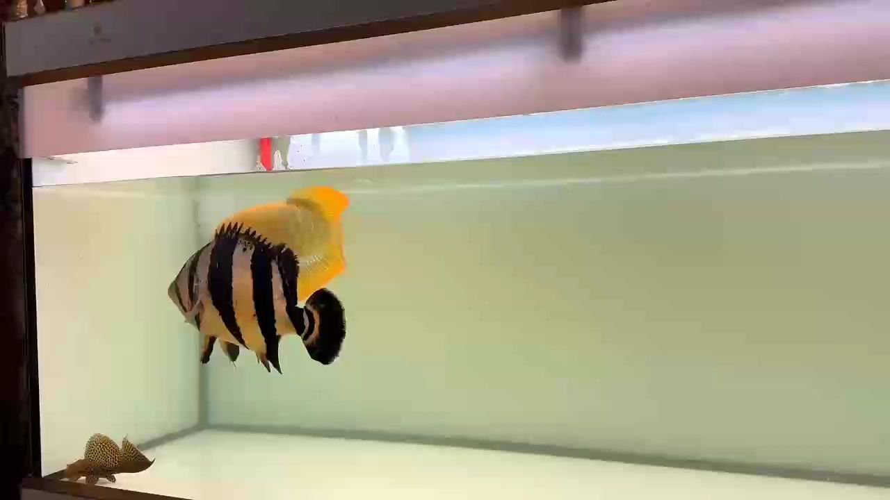 龍魚干蝦有營(yíng)養(yǎng)嗎 得意時(shí)刻,那些令人驕傲自豪、難以忘懷的精彩瞬間 龍魚論壇 得意時(shí)刻,那些令人驕傲自豪、難以忘懷的精彩瞬間 得意時(shí)刻,那些令人驕傲自豪、難以忘懷的精彩瞬間 龍魚論壇