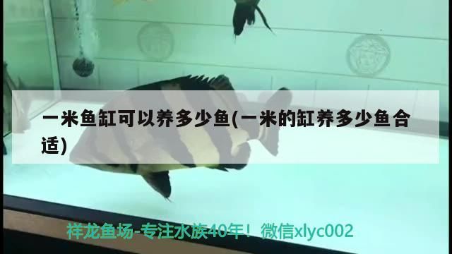 米魚(yú)缸養(yǎng)魚(yú)數(shù)量有講究，一米的缸養(yǎng)多少魚(yú)