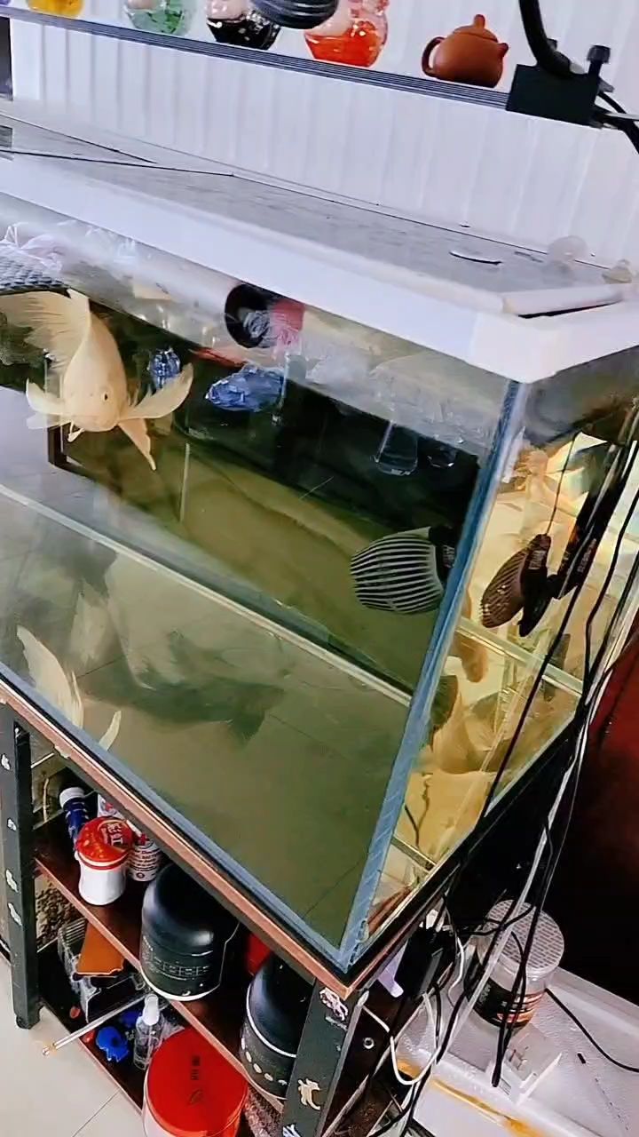 空氣缸，探索其獨特構(gòu)造、功能及在各類場景中的應(yīng)用 空氣缸，探索其獨特構(gòu)造、功能及在各類場景中的應(yīng)用 龍魚論壇