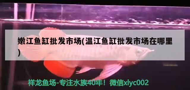 江魚缸批發(fā)市場(chǎng)探秘，溫江魚缸批發(fā)市場(chǎng)具體位置及選購(gòu)
