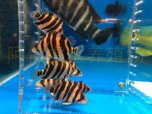 虎魚體色黑度判斷，多種因素影響下的體色變化