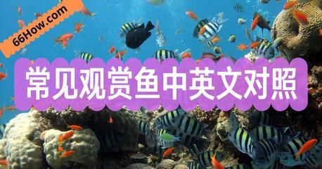 魚店鋪取名攻略，如何為店鋪起
