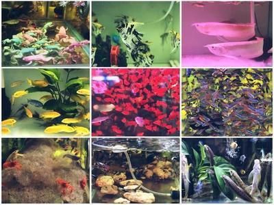 魚店鋪取名攻略，如何為店鋪起