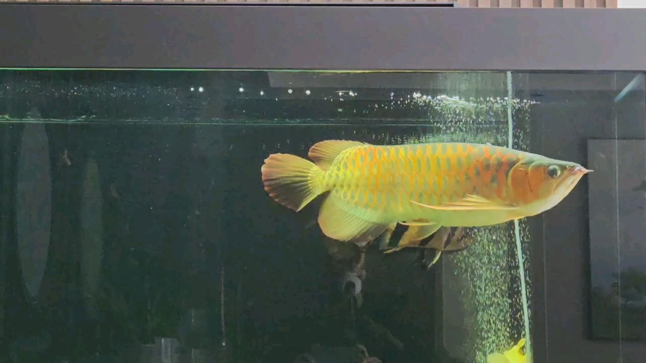 年年有魚，探尋傳統吉祥寓意與多元文化中的魚
