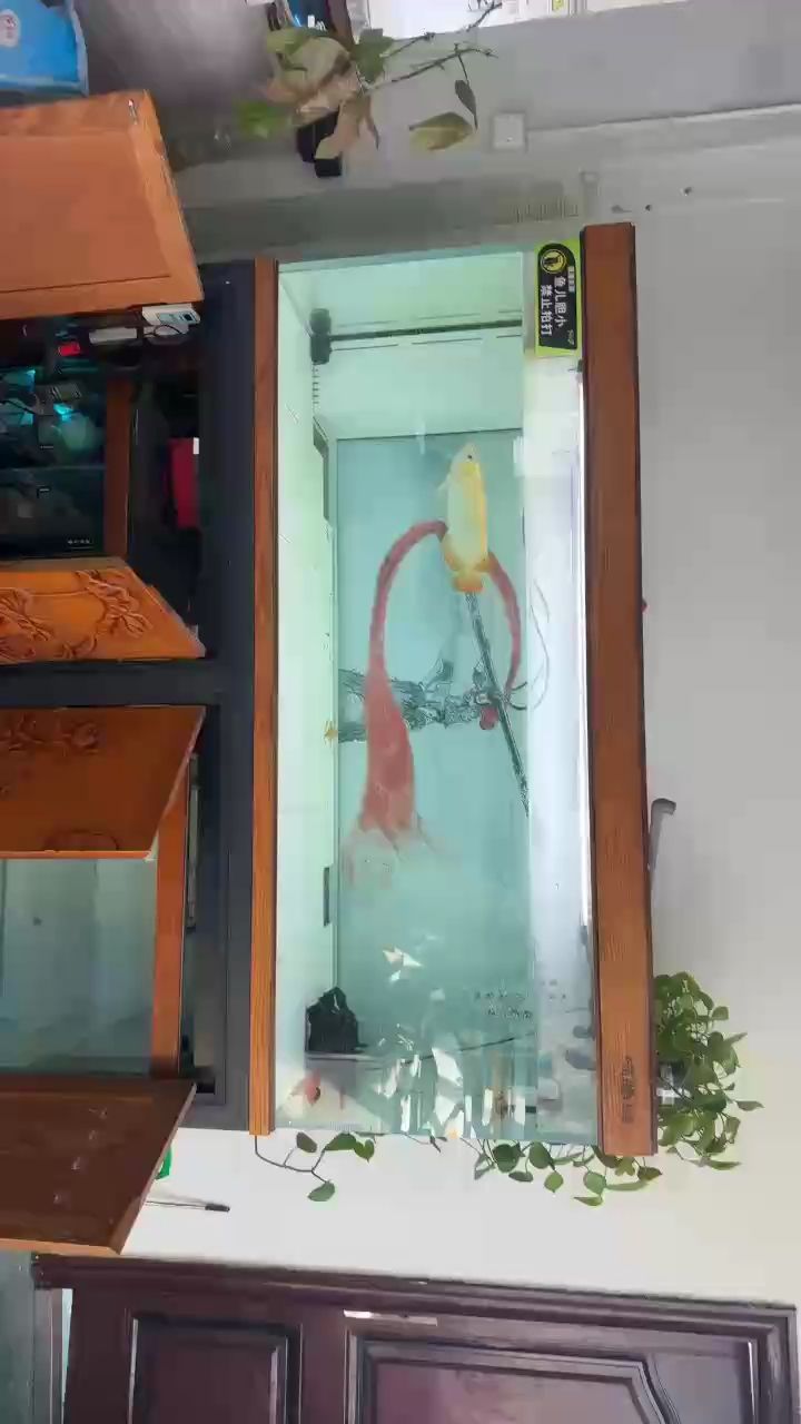 換水背后的科學原理與生活應用全